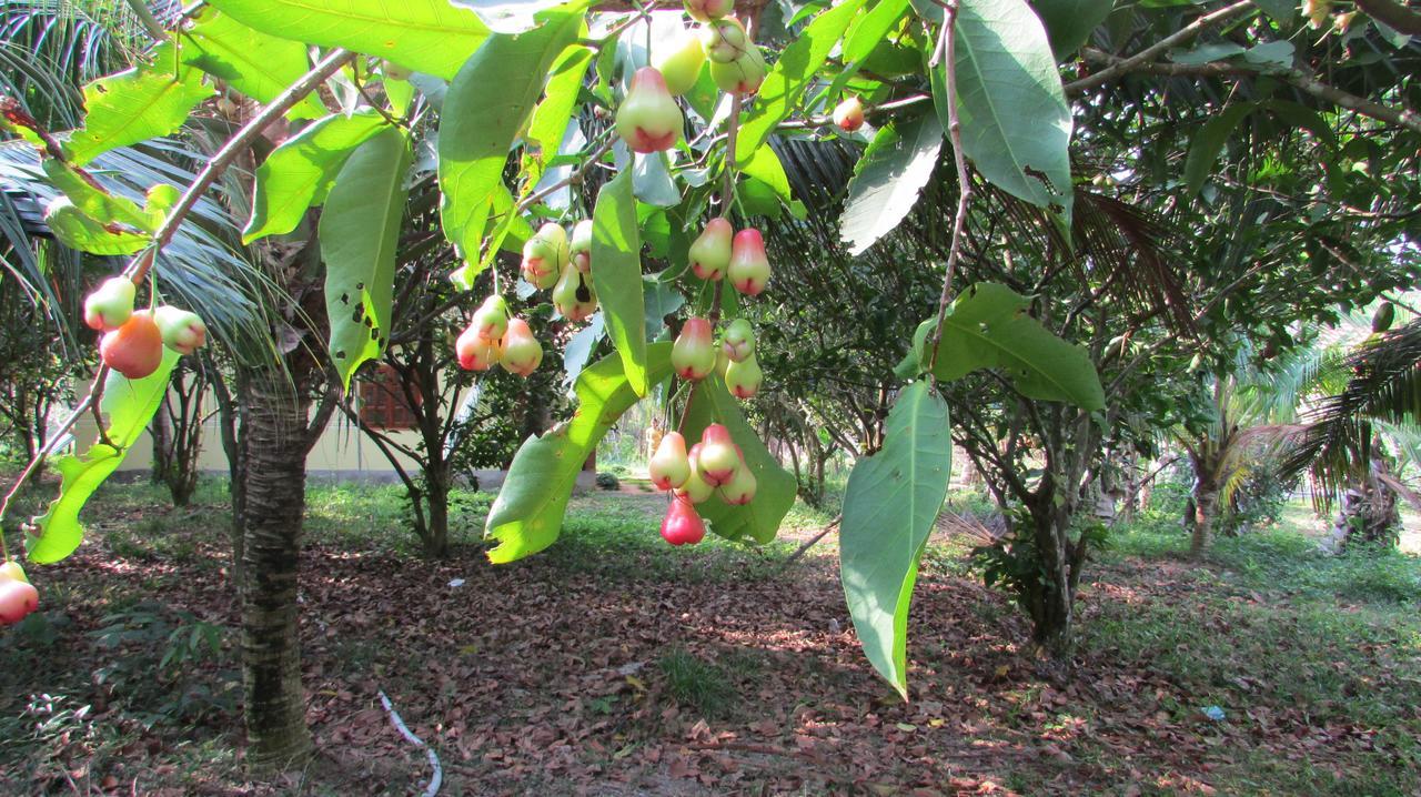Orchard Fruit Farm Bungalow Дуонг-Донг Экстерьер фото